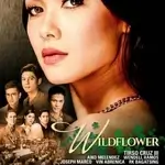 wildflower